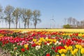 Colorful tulip fields and wind turbines in the Netherlands Royalty Free Stock Photo