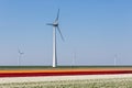 Colorful tulip fields with windturbines in the Netherlands Royalty Free Stock Photo