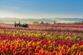 Colorful tulip filed in the morning, Woodburn, Oregon Royalty Free Stock Photo