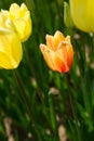 Colorful tulip flower bloom in the garden Royalty Free Stock Photo