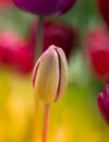 Colorful tulip flower bloom in the garden Royalty Free Stock Photo