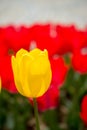 Colorful tulip flower bloom in the garden Royalty Free Stock Photo