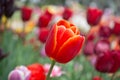 Colorful tulip flower bloom in the garden Royalty Free Stock Photo