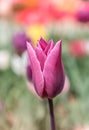 Colorful tulip flower bloom in the garden Royalty Free Stock Photo