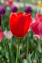 Colorful tulip flower bloom in the garden Royalty Free Stock Photo