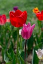 Colorful tulip flower bloom in the garden Royalty Free Stock Photo