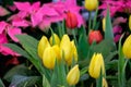 Colorful tulip flower bloom on green leaves background in tulips garden, Spring flowers Royalty Free Stock Photo