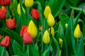 Colorful tulip flower bloom on green leaves background in tulips garden, Spring flowers Royalty Free Stock Photo