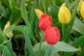 colorful tulip flower bloom on green leaves background in tulips garden, Spring flowers Royalty Free Stock Photo