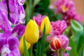 Colorful tulip flower bloom on green leaves background in tulips garden, Spring flowers Royalty Free Stock Photo