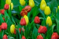 Colorful tulip flower bloom on green leaves background in tulips garden, Spring flowers Royalty Free Stock Photo