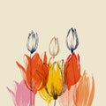 Colorful tulip flower bouquets