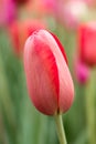 Colorful tulip flower bud bloom in the garden Royalty Free Stock Photo