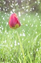 Colorful tulip flower close up and rain drops, rain falling on tulip flower Royalty Free Stock Photo