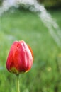 Colorful tulip flower close up and rain drops, rain falling on tulip flower Royalty Free Stock Photo