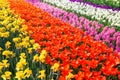 Colorful tulip flower field. Multicolored bright tulips flowers.