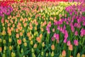 Colorful tulip flower field. Multicolored bright tulips