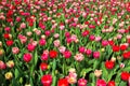 Colorful tulip flower field. Multicolored bright tulips flowers.