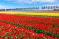 Colorful tulip flower field. Multicolored bright tulips flowers.