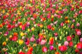 Colorful tulip flower field. Multicolored tulips flowers Royalty Free Stock Photo