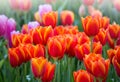 Colorful tulip flower fields blooming