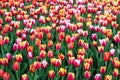 Colorful tulip flower fields blooming