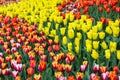 Colorful tulip flower fields blooming