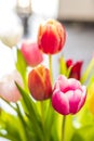 Colorful tulip flowers as greeting card. Mothers Day or spring concept Royalty Free Stock Photo