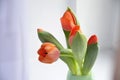 Colorful tulip flowers background, blurred flowers.