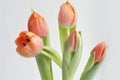 Colorful tulip flowers background