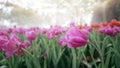 Colorful tulip flowers blooming in the garden in the springtime morning, beautiful nature background