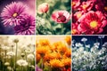 Colorful tulip flowers blooming Spring background Royalty Free Stock Photo