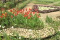 Colorful tulip flowers in Lodi Gardens