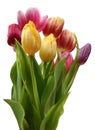 Colorful tulip flowers bouquet Royalty Free Stock Photo