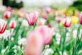 Colorful Tulip Flowers Close-Up In Netherlands Royalty Free Stock Photo