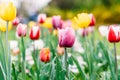 Colorful Tulip Flowers Close-Up In Netherlands Royalty Free Stock Photo