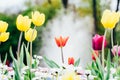 Colorful Tulip Flowers Close-Up In Netherlands Royalty Free Stock Photo