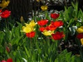 Colorful tulip flowers Royalty Free Stock Photo