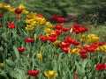 Colorful tulip flowers Royalty Free Stock Photo