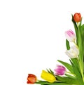 Colorful tulip flowers corner isolated on white background Royalty Free Stock Photo