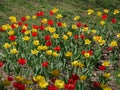 Colorful tulip flowers Royalty Free Stock Photo