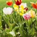 Colorful tulip flowers in a field Royalty Free Stock Photo