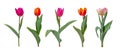 Colorful tulip flowers isolated on white background Royalty Free Stock Photo