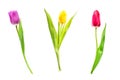 Colorful tulip flowers isolated on white background. Purple, red an yellow tulips. Mothersday or spring concept