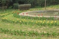 Colorful tulip flowers in Lodi Gardens