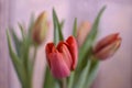 Colorful tulip flowers pink background