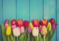 Colorful tulip flowers in a row on blue wooden background. Spring flowers. Royalty Free Stock Photo