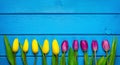 Colorful tulip flowers in a row on blue wooden background. Spring flowers. Royalty Free Stock Photo