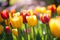 Colorful tulip flowers on a sunny day AI generated