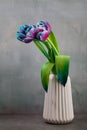 Colorful tulip flowers in vase